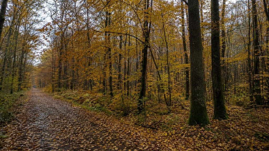 À 1 h de Paris la plus grande forêt domaniale de France fait 35 000 hectares et se visite gratuitement : presque personne nʼy va en automne