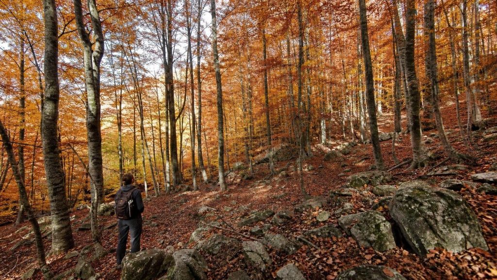 À 30 minutes de Marseille ce parc gratuit de 400 hectares cache la hêtraie la plus méridionale de France et ses feuilles virent au rouge dès la mi-octobre