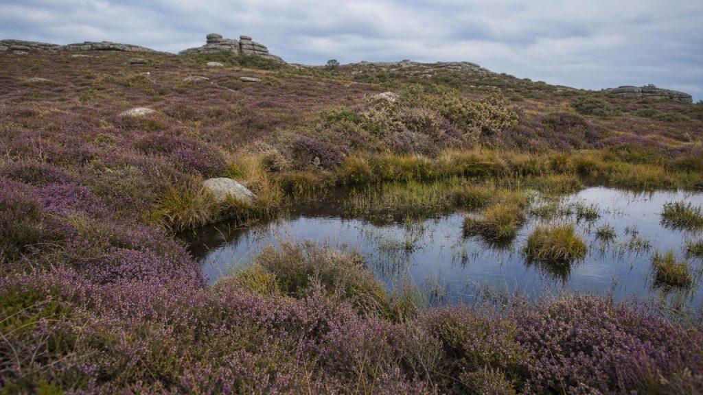Pas besoin dʼaller en Écosse : cette lande de Bretagne vire au violet en septembre et son marais est surnommé les portes de lʼenfer